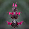 10 Organic California HUMMINGBIRD SAGE Salvia Spathacea Magenta Red Flower Herb Seeds