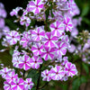 20 MEADOW PHLOX Maculata Mixed Colors Wild Sweet William Native Hummingbird Flower Seeds