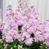 50 MIXED COLORS STOCK Matthiola Incana Ten-Week Gillyflower Blue White Pink Red Purple Seeds