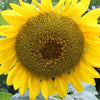 Early Mammoth Russian Sunflower Seeds – Helianthus Annuus Flower – photo 6