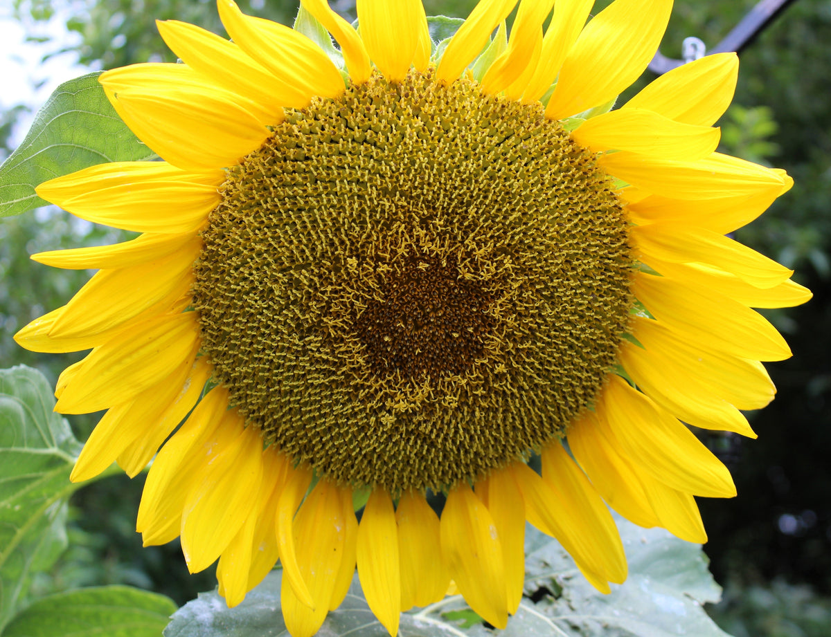 Early Mammoth Russian Sunflower Seeds – Helianthus Annuus Flower – photo 6