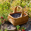 20 Common BILBERRY Fruit Shrub European Blueberry Vaccinium Myrtillus Seeds