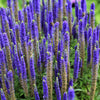 200 BLUE BOUQUET VERONICA Spicata Spike Speedwell Herb Flower Seeds