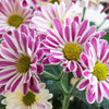 50 Mixed Colors INDIAN CHRYSANTHEMUM Indicum Hardy Mum Double Red Yellow Pink Orange Purple Bicolor Flower Seeds