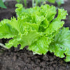 Loose Leaf Green Grand Rapids Lettuce Seeds – Lactuca Sativa Vegetable – photo 5