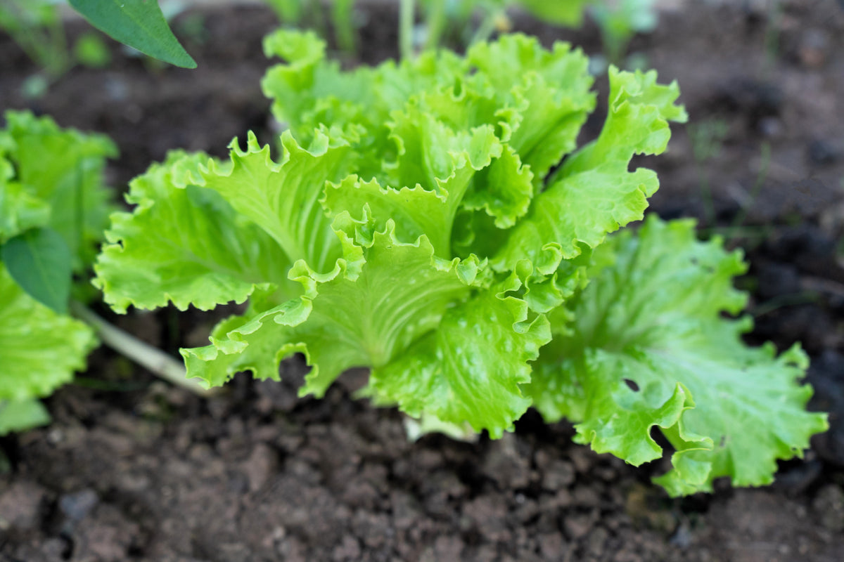 Loose Leaf Green Grand Rapids Lettuce Seeds – Lactuca Sativa Vegetable – photo 5