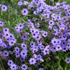 20 Blue CUPIDS DART aka ' LOVE plant ' Catananche Caerulea Flower Seeds