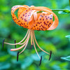 20 COLUMBIAN TIGER LILY Oregon Lily Lilium Columbianum syn. Canadense Parviflorum Orange Maroon Spotted Native Flower Seeds