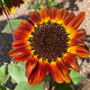 Autumn Beauty Sunflower Seeds – Helianthus Annuus Flower – photo 4