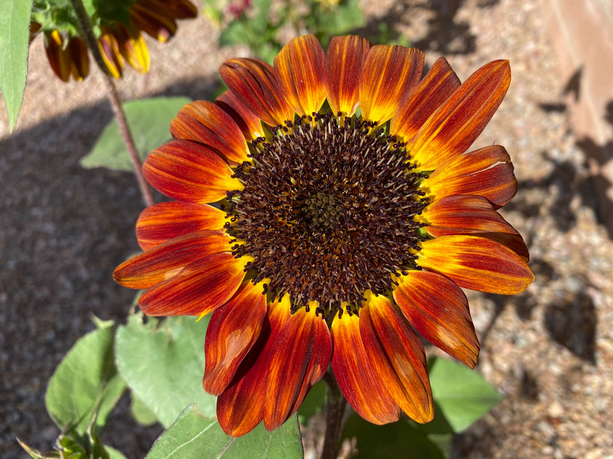 Autumn Beauty Sunflower Seeds – Helianthus Annuus Flower – photo 4