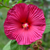 25 Grenache Vintage Hot PINK HARDY HIBISCUS Hibiscus Moscheutos Flower Seeds