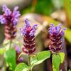 50 PAGODA MIX PRUNELLA Grandiflora Bigflower Selfheal Blue Pink etc Flower Seeds