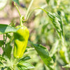 75 CUBANELLE PEPPER (Italian Sweets / Banana Pepper / Italian Frying Pepper) Capsicum Annuum Vegetable Seeds