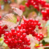 20 AMERICAN HIGHBUSH CRANBERRY Viburnum Trilobum Red Fruit White Flower Shrub Seeds