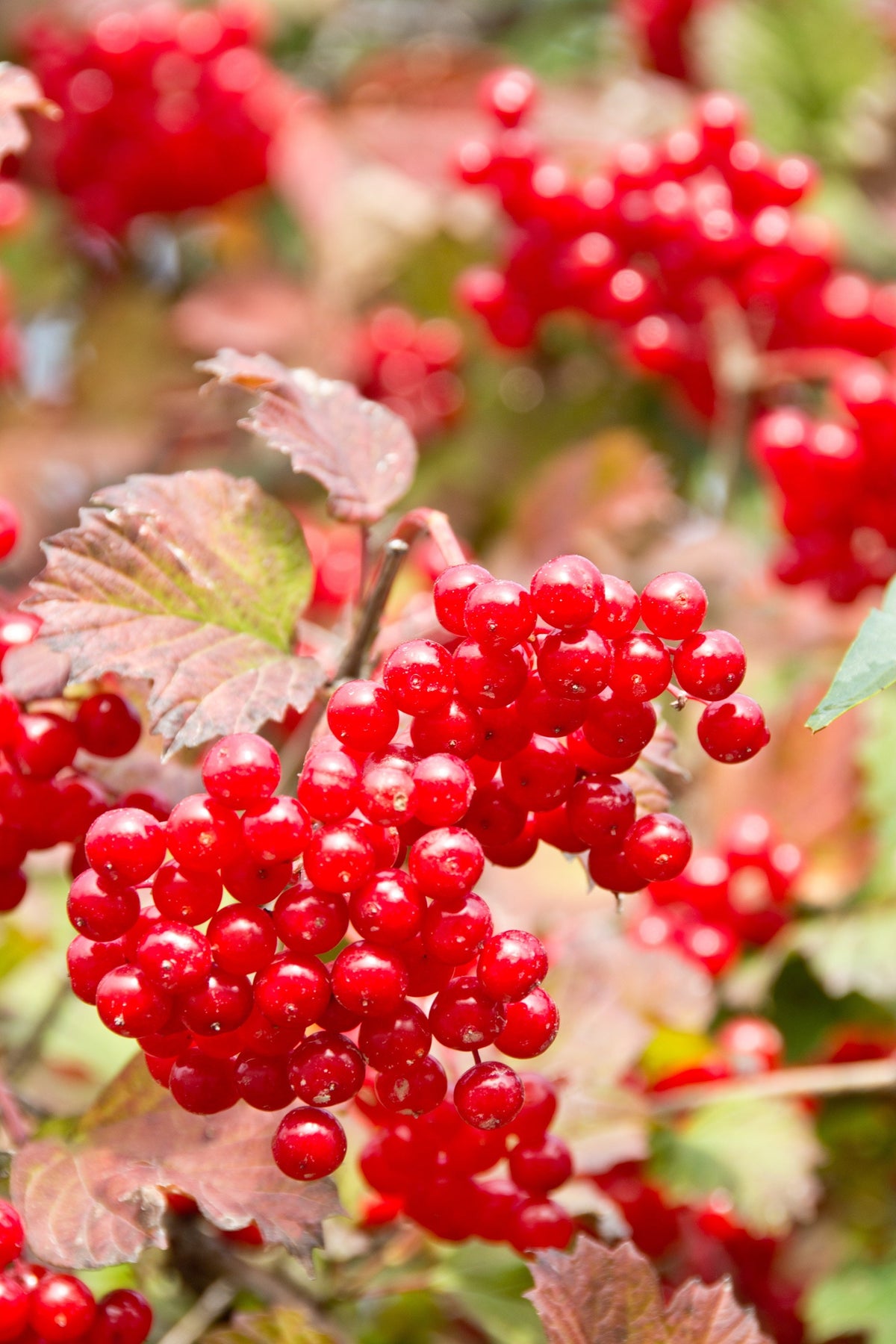 American Highbush Cranberry Seeds – Viburnum Trilobum Red Fruit White Flower Shrub