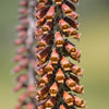 20 MILK CHOCOLATE FOXGLOVE Spanish Digitalis Parviflora Red Brown Flower Seeds