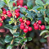 50 LINGONBERRY Mountain Cranberry Vaccinium Vitis-Idea Red Berry Edible Fruit Dwarf Evergreen Shrub Seeds