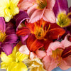 10 MIXED COLORS DAYLILY Hemerocallis Day Lily Fine Mix Red Purple Flower Seeds