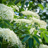 25 American ELDERBERRY FRUIT BUSH Shrub Tree Sambucus Nigra Canadensis Seeds