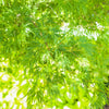 10 Upright GREEN LACELEAF MAPLE Japanese Seiryu Acer Palmatum Dissectum Viridis Tree Seeds