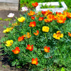 1500 MIKADO POPPY Red Orange California Poppy Flower Eschscholzia Californica Seeds