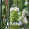 75 FULLERS TEASEL Indian Teasel Dipsacus Sativus White Flower Herb Seeds