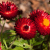 100 Red FIRE BALL STRAWFLOWER Helichrysum Monstrosum Flower Seeds