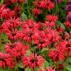 10 Panorama RED BEE BALM Monarda Didyma Oswego Tea Herb Flower Seeds