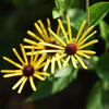 300 SWEET CONEFLOWER Rudbeckia Subtomentosa Yellow Black Eyed Susan Flower Seeds