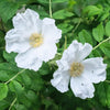 White Japanese Rose Seeds – Rosa Rugosa Alba Bush Rugosa Rose Flower – photo 8
