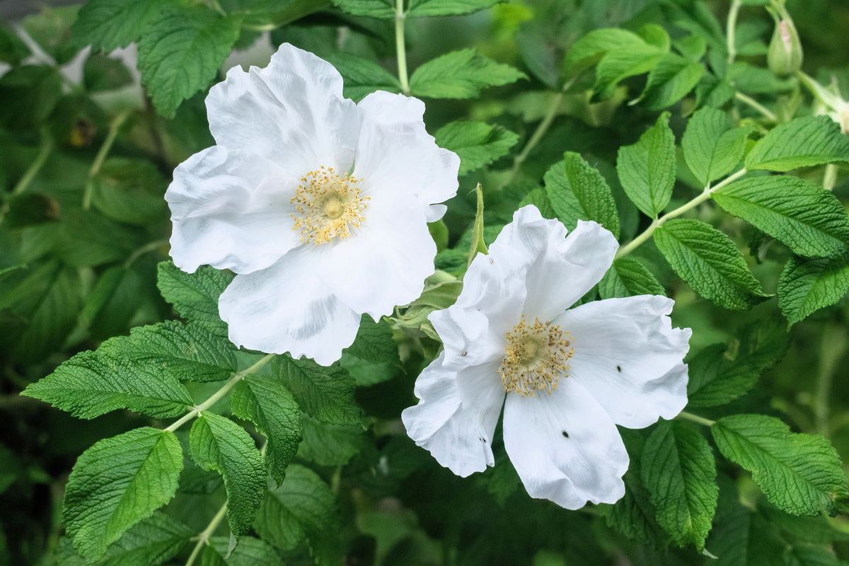 White Japanese Rose Seeds – Rosa Rugosa Alba Bush Rugosa Rose Flower – photo 8