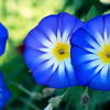 40 Dwarf BLUE FLASH MORNING GLORY Convolvulus Tricolor Violet Blue White & Yellow Flower Vine Seeds