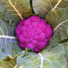 25 PURPLE CAULIFLOWER Violet Queen Brassica Oleracea Botrytis Vegetable Seeds
