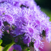 100 Dwarf BLUE MINK AGERATUM Houstonianum Fuzzy Double West Indies Flower Seeds