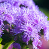 Dwarf Blue Mink Ageratum Seeds – Houstonianum Fuzzy Double West Indies Flower – photo 10