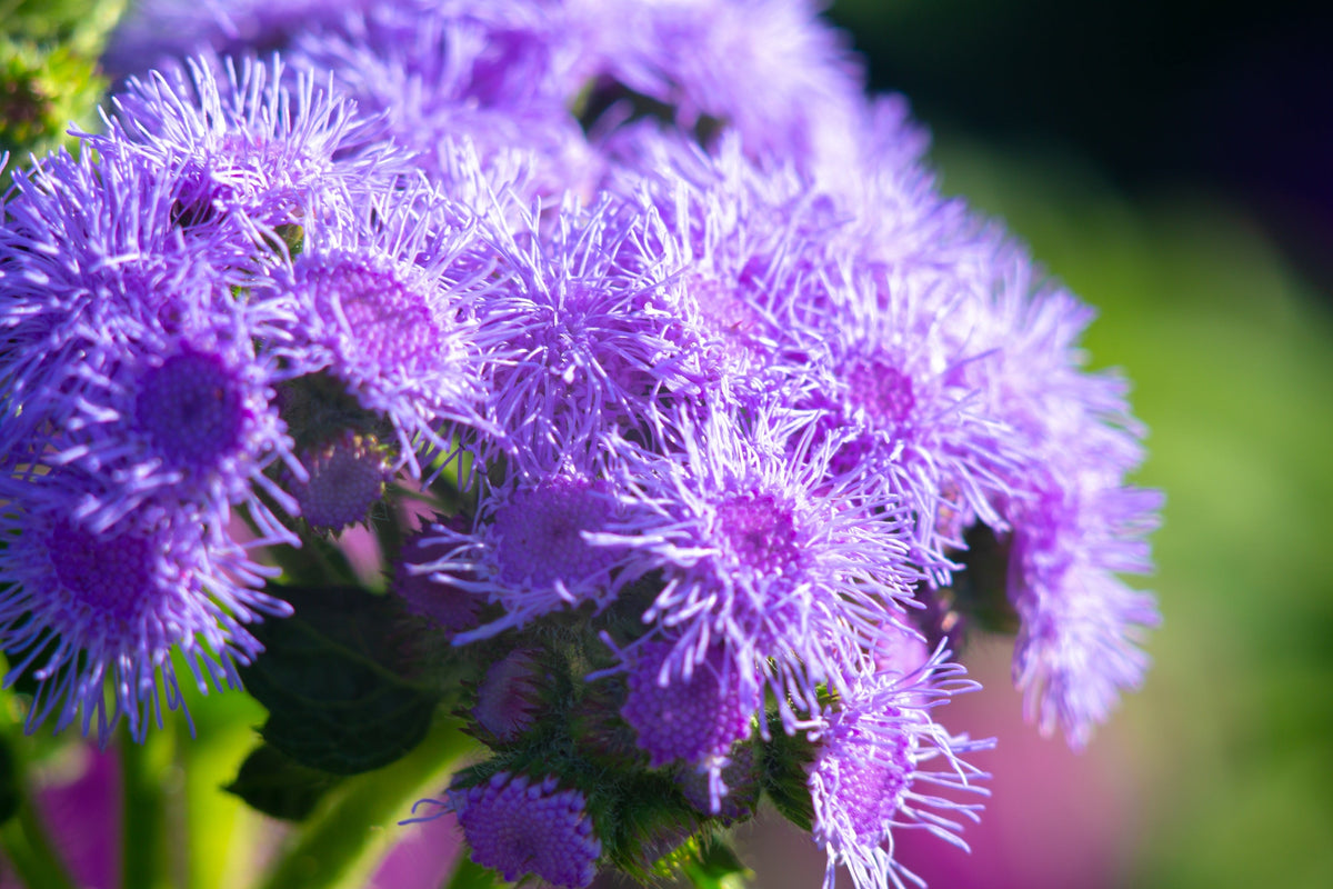Dwarf Blue Mink Ageratum Seeds – Houstonianum Fuzzy Double West Indies Flower – photo 10