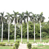 10 Florida ROYAL PALM Roystonea Regia Tree Houseplant Seeds