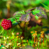 10 ARCTIC RASPBERRY Nagoonberry Rubus Arcticus Red Berry Fruit Bramble Seeds