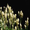 50 BLACK COHOSH Bugbane Actaea Racemosa Cimicifuga Bugbane Snakeroot Native White Shade Flower Herb Seeds