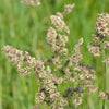 3000 QUICKDRAW ORCHARDGRASS Cat Grass Petgrass Cocksfoot Cool-Season Sun or Shade Dactylis GlomerataPerennial Bunchgrass Quick Draw Grass Seeds