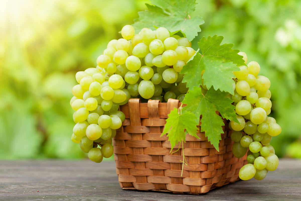 Green (Dessert / Table) Grape Vitis Vinifera Fruit Vine Seeds – photo 3