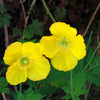 20 Yellow WELSH POPPY Meconopsis Papaver Cambricum Perennial Shade Flower Seeds