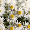 100 PEARLY EVERLASTING Anaphalis Margaritacea Fragrant Butterfly Flower Seeds
