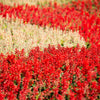 100 MIXED COLORS SALVIA Splendens Red Purple White Pink Sage Flower Seeds