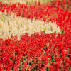 50 RED SALVIA Splendens St. John's Fire Scarlet Sage Flower Seeds