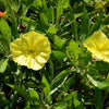 150 DWARF EVENING PRIMROSE ( Missouri Primrose / Ozark Sundrops ) Oenothera Macrocarpa syn. Missouriensis Native Yellow Flower Seeds