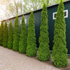 25 THUJA TREE Cedar Thuja Occidentalis Conifer Seeds