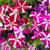Star Mix Petunia Seeds – Mixed Colors Petunia Violacea Flower Seeds Red Blue Purple – photo 5