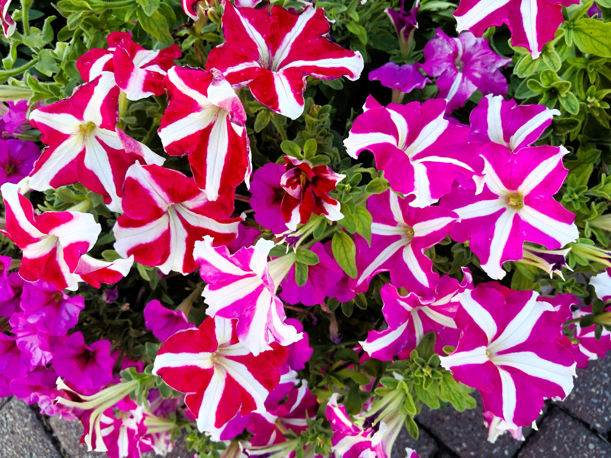 Star Mix Petunia Seeds – Mixed Colors Petunia Violacea Flower Seeds Red Blue Purple – photo 5