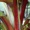 5 RED ABYSSINIAN BANANA Musa Ensete Ventricosum Flowering Fruit Tree Seeds